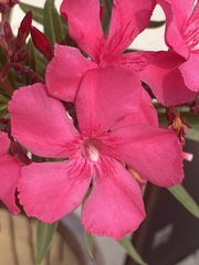 Neriinae
