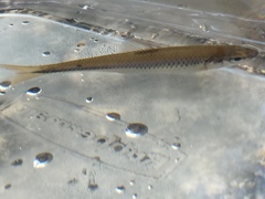 Notropis stilbius