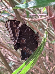 Morpho helenor achillaena