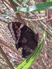 Morpho helenor achillaena