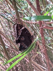 Morpho helenor achillaena