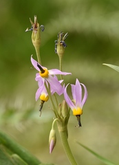 Primula fragrans