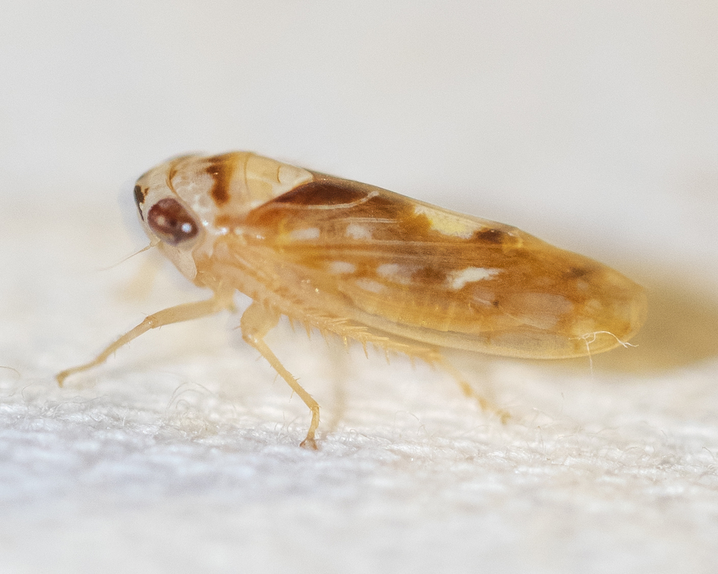 Eutettix prinoides