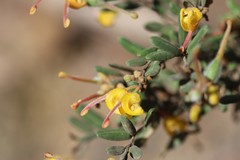 Grevillea chrysophaea
