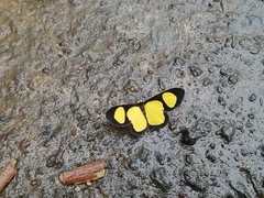 Cyllopoda jatropharia