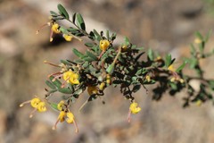 Grevillea chrysophaea