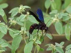 Poecilopompilus algidus