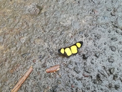 Cyllopoda jatropharia