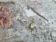 Cyllopoda jatropharia