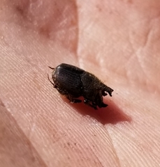 Onthophagus hecate