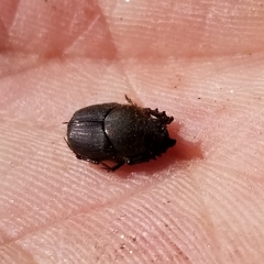 Onthophagus hecate