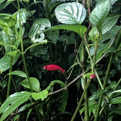 Centropogon costaricae image