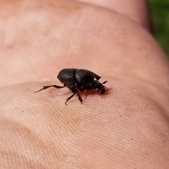 Onthophagus hecate