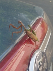 Stagmomantis californica