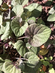 Viola walteri