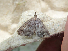 Phalaenostola larentioides