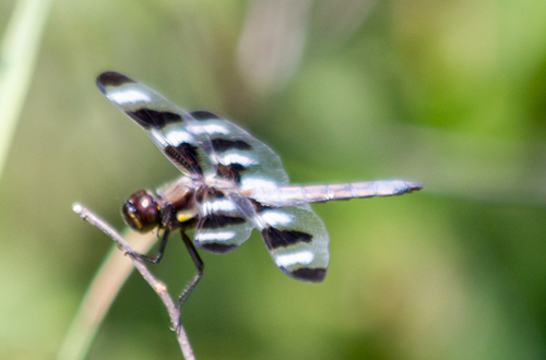 photo of Twelve-spotted Skimmer (Libellula pulchella)