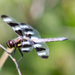 photo of Twelve-spotted Skimmer (Libellula pulchella)
