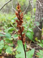 Orobanche pallidiflora