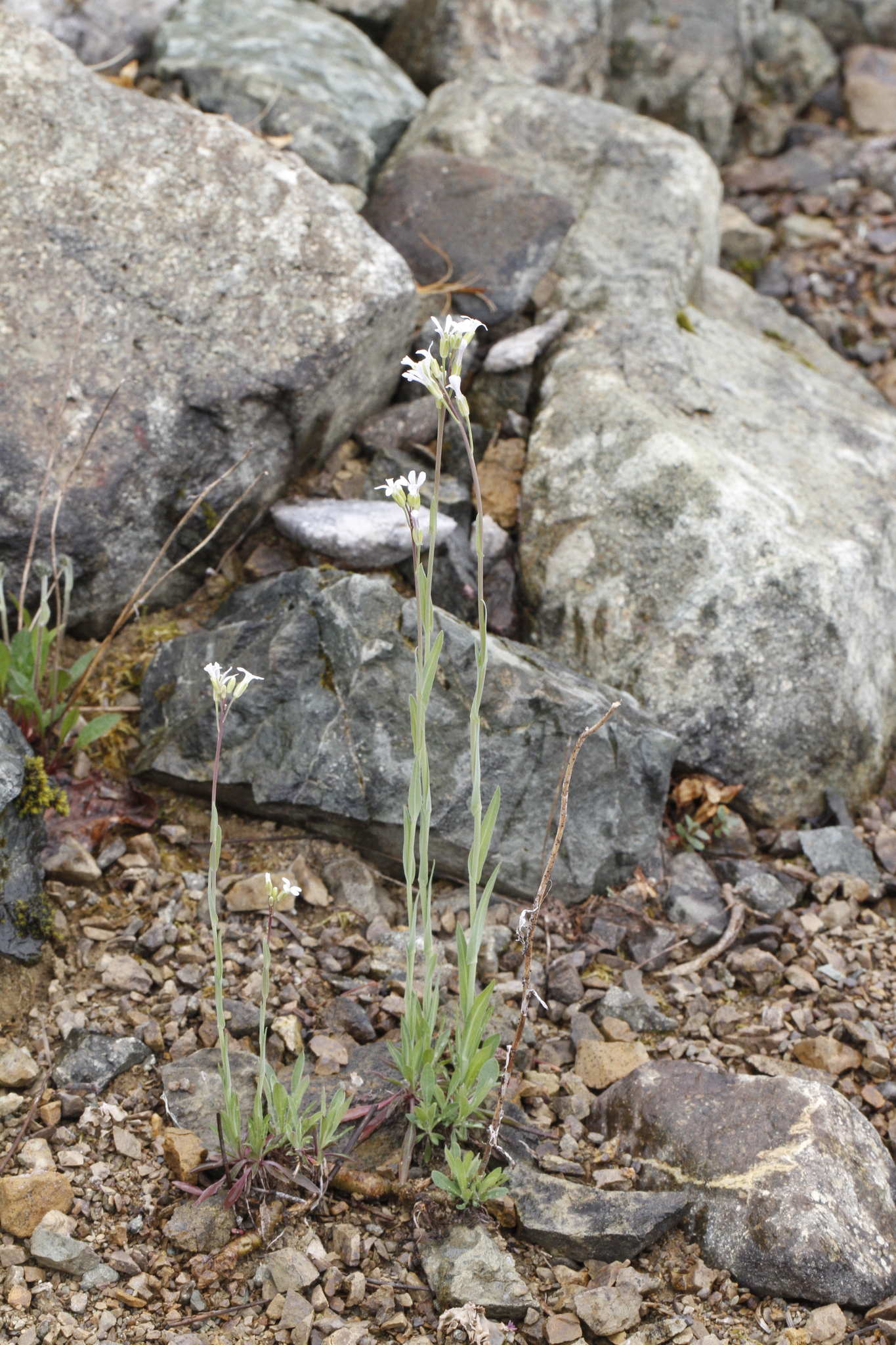 Boechera stricta
