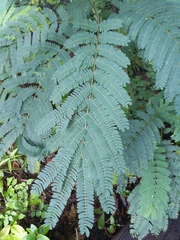 Paraserianthes