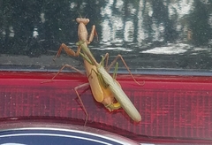 Stagmomantis californica