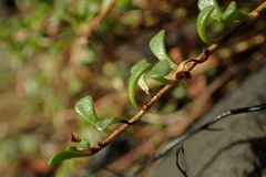 Samolus repens repens