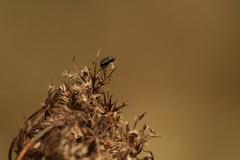 Corimelaena lateralis