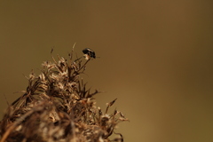 Corimelaena lateralis