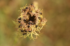 Corimelaena lateralis