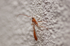Enicospilus purgatus