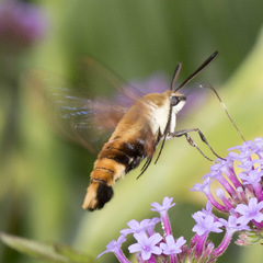 Hemaris