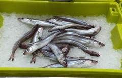 Blue Whiting photo 5