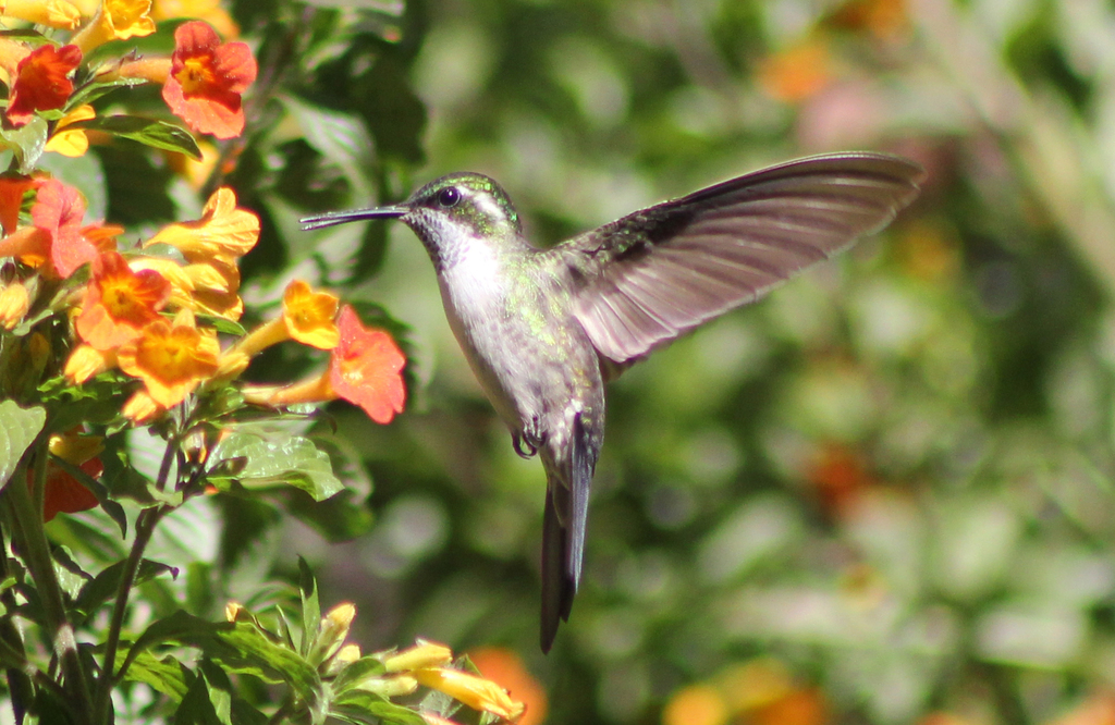 Green-throated Mountain-gem (Lampornis viridipallens) photo