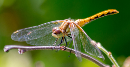 photo of Meadowhawks (Sympetrum)