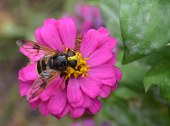 Volucella elegans