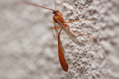 Enicospilus purgatus
