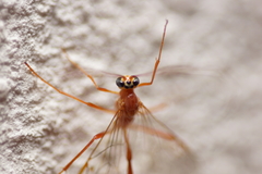 Enicospilus purgatus