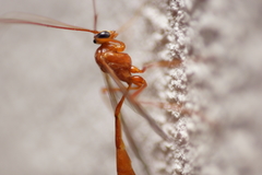 Enicospilus purgatus