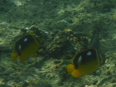 Chaetodon quadrimaculatus