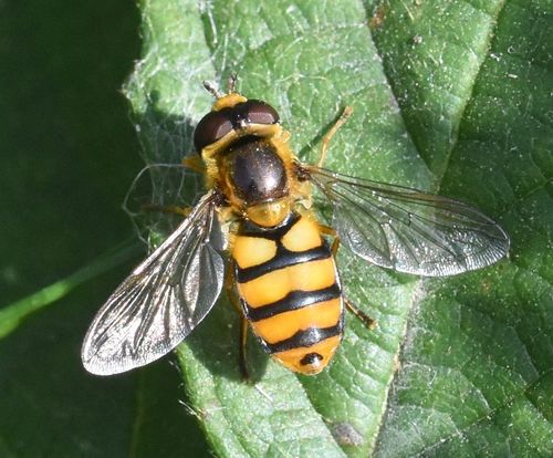 Broad-banded Aphideater