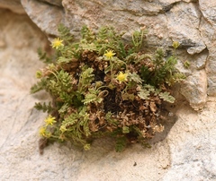 Ivesia jaegeri