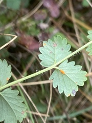Phragmidium sanguisorbae
