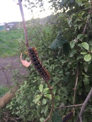 Ormiscodes cinnamomea