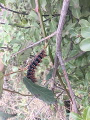 Ormiscodes cinnamomea