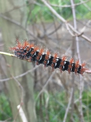 Ormiscodes cinnamomea