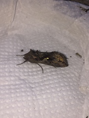 Autoplusia gammoides