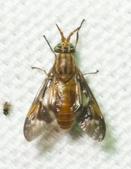 Chrysopsinae