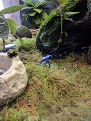 Dendrobates