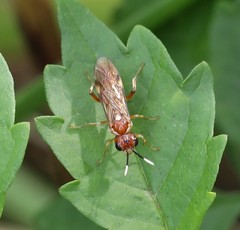 Taxonus terminalis